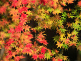 Autumn Leaves Photographic Print