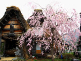 Old Farm House and Cherry Blossoms Photographic Print