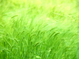 Barley Photographic Print