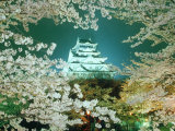 Night View of Osaka Castle & Cherry Blossoms, Japan Photographie