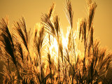 Japanese Pampas Grass Fotografie-Druck