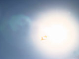 Swans and the Sun Photographic Print