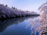 Cherry Blossoms and Moat Photographic Print
