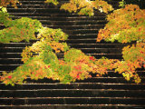 Autumn Leaves and Steps Photographic Print