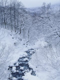 Mountain Stream in Snow Photographic Print