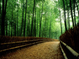 Bamboo Lane, Nishiyama, Kyoto, Japan Photographie