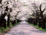 Row of Cherry Trees Fotografisk tryk