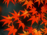 Maple Leaves Photographic Print