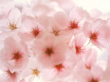 Flores de cerezo Lámina fotográfica Flores de cerezo Lámina fotográfica