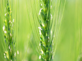 Wheat Flowers Fotografisk tryk