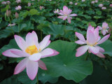 Lotus Flowers Photographic Print