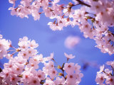 Cherry Blossoms and Blue Sky Photographie