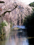 Cherry Blossoms and a River Fotografie-Druck