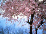 Weeping Cherry Tree Photographic Print
