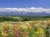 Columbines and Mt. Tokachi Range Fotografie-Druck