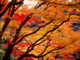 Maple Leaves, Hiuga Daijingu Shrine, Kyoto, Japan Photographic Print