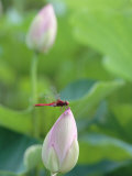 Dragonfly on a Lotus Bud Photographic Print
