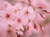 Kirschblüten Fotografie-Druck