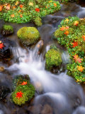 Maple Leaves on the Moss Photographic Print