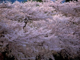 Cherry Blossoms Photographic Print
