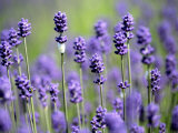 Lavender Photographic Print