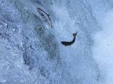 Trout Photographic Print