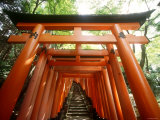 Fushimi Inari Shrine Photographic Print