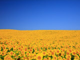 Sunflower-Sunflower Lámina fotográfica Sunflower-Sunflower Lámina fotográfica