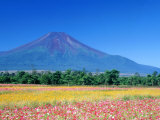 Cosmos Fields & Mt. Fuji, Oshino, Yamanashi, Japan Photographic Print