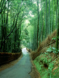 Bamboo Bushes Photographic Print