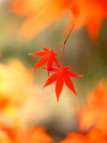Maple Leaves Photographic Print