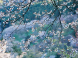 Cherry Blossoms Photographic Print