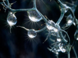 Waterdrops Photographic Print