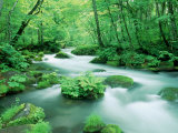 Stream in the Forest Photographic Print