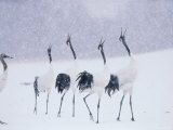 Cranes in the Tsurui Bird Sanctuary, Hokkaido, Japan Photographic Print