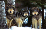 Lobos Pósters