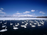 Whooper Swans, Lake Kussharo, Hokkaido, Japan Photographic Print