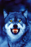 Wolf Stampe Wolf Stampe