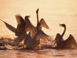Swans Photographic Print