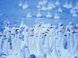Whooper Swans, Hokkaido, Japan Photographic Print