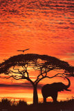 African Sunset Plakáty