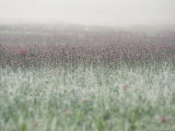 Wild Thistle Photographic Print