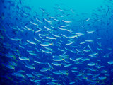 Yellowfin Fusilier Photographic Print
