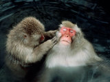Japanese Monkies in Spa Photographic Print