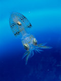 Baby Squid Stampa fotografica