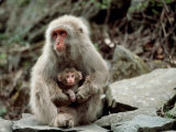 Japanese Monkey and Her Baby Photographic Print