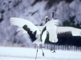 A Pair of Cranes, Hokkaido, Japan Photographic Print