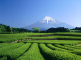 Mt. Fuji and Tea Garden, Fuji City, Shizuoka, Japan Photographic Print