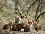 Fox Cubs Photographic Print
