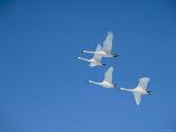 Swans Photographic Print
